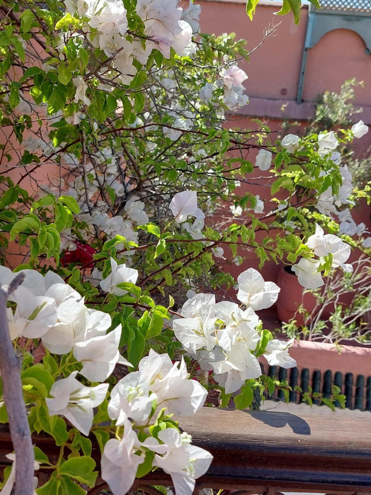 Riad Marelia Marrakesh Exterior photo